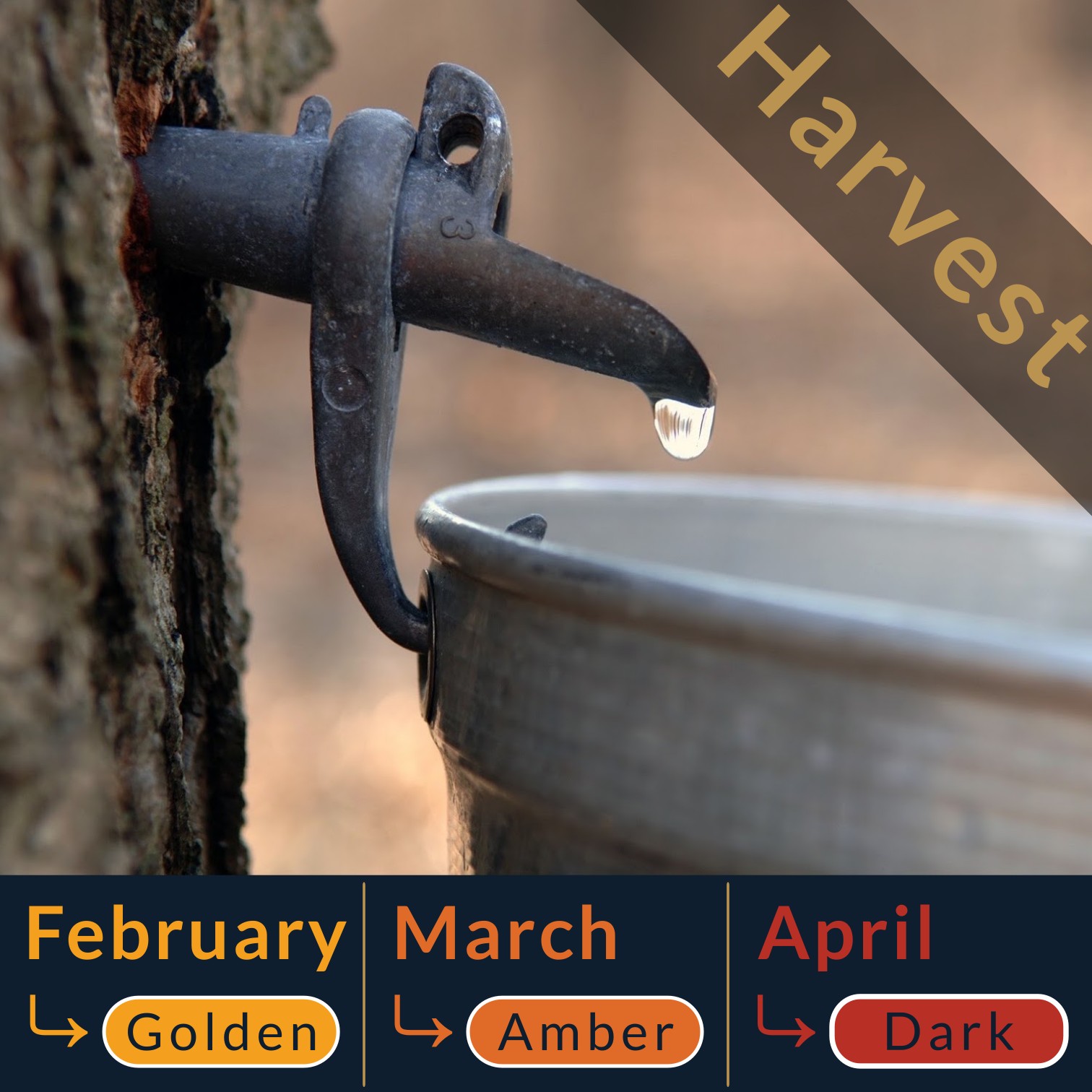 Maple Syrup Harvest