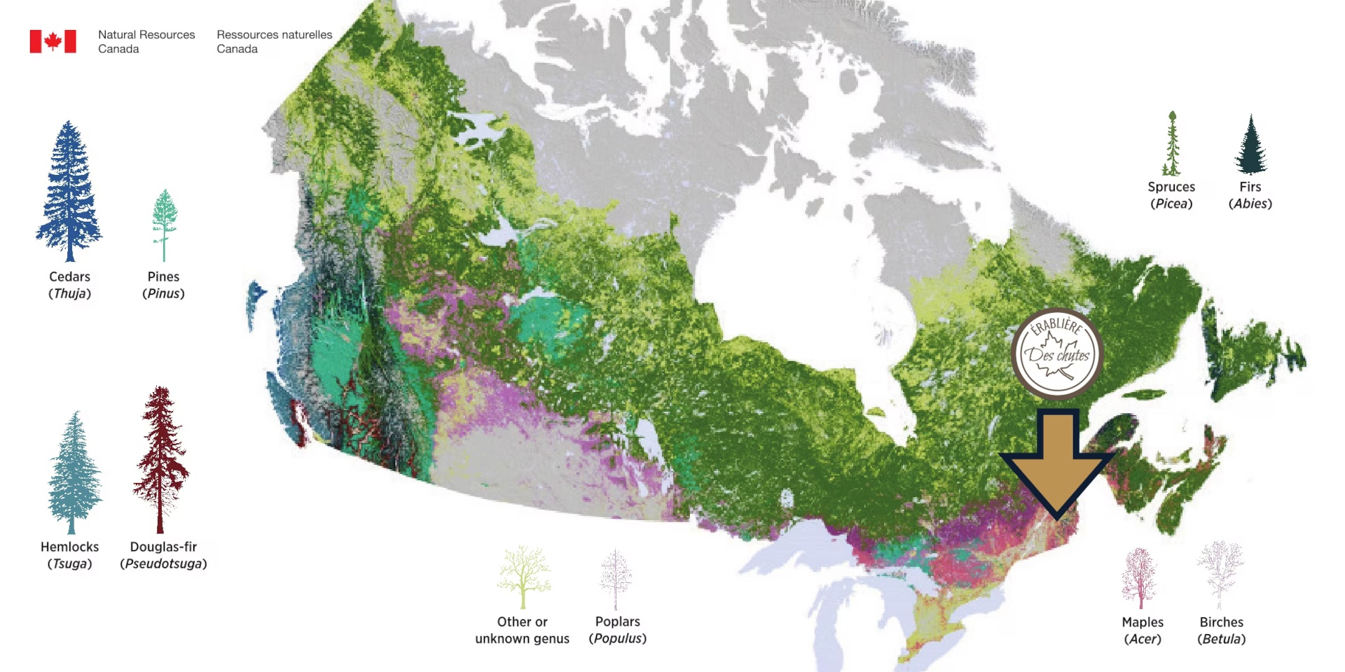 Maple Tree Map